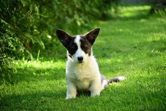 Welsh corgi cardigan - 3
