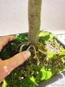 Tvarovaný strom, bonsai, niwaki, yamadori - 3