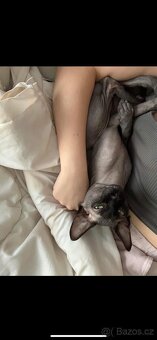 sphynx koťátko - 3
