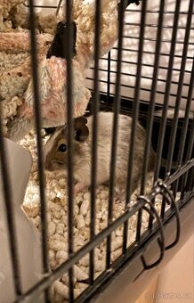 Osmák degu - 3
