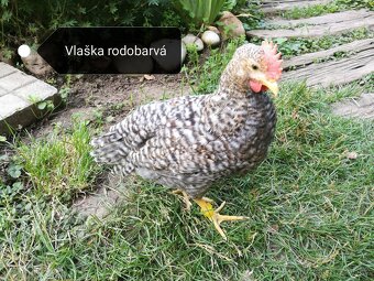 Prodám kohouta Leghorn, Vlaška rodobarva, Legbar cream - 3