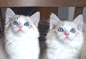 Kočičky ragdoll s PP, - 3