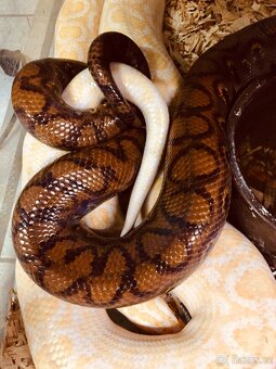 Epicrates cenchria cenchria a maurus,python regius - 3