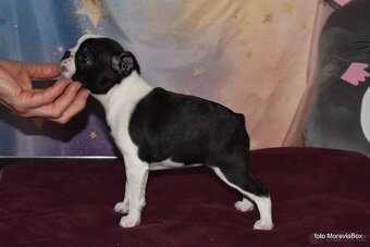 Boston Terrier  - štěně - fenka - 3