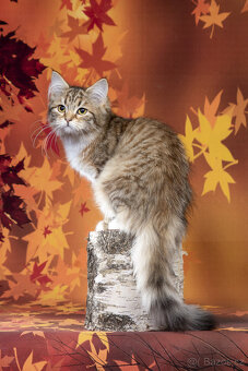 Sibiřská kočka -  kočička s PP - 3