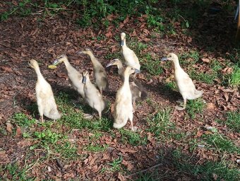 Indický běžec - 3