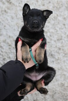 Německý ovčák - štěňata s PP - 3