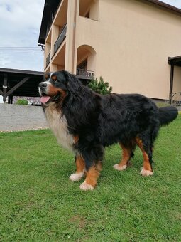 Krytí- Bernsky salašnický pes - 3