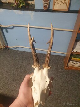 Parozi srnčí trofeje - 3