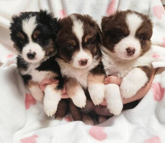 Štěňata Miniaturní Americký ovčák s PP(FCI) - 3