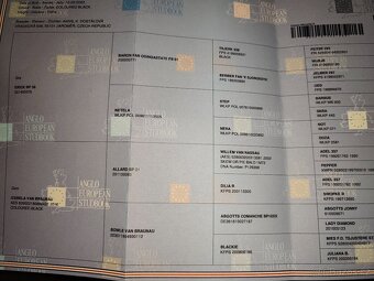 Hřebec Barock pinto - 3