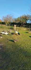 Pávy a pávice pávů modrých, bílích a černokřídlý - 3