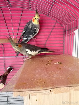 Korela chocholatá - 3