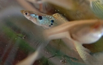 Paví očka - Gupky-Mix - 3