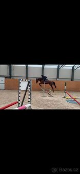 5ti letá klisna - 3