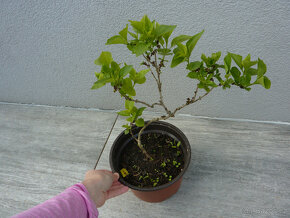 Pomněnka, broskvová čechrava, bílý šeřík bonsai bonsaj - 3