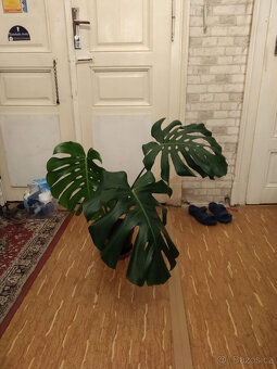 Monstera - 3