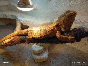 Agama vouskata - 3