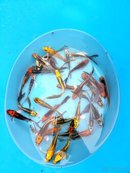 Butterfly koi - 3