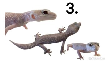 Prodáme gekončíky noční - 3