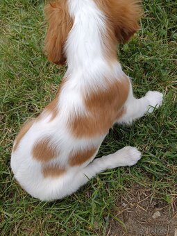 Kavalír King Charles Španěl - chlapeček. - 3