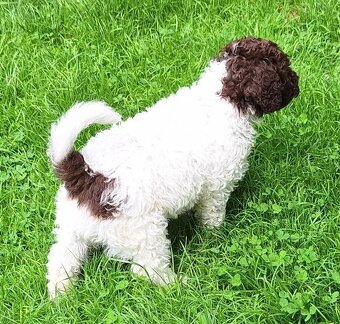 Lagotto romagnolo - pejsek - 3