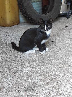 Daruji koťátka - 3