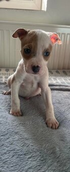 Americký stafordšírský teriér - 3