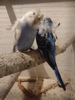 Prodám andulky helikoptéry - 3