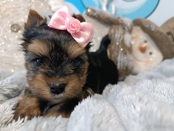 Biewer, golddust jorkšírský teriér s PP - 3