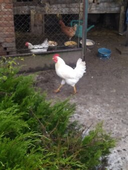 Kohouti do chovu - 3