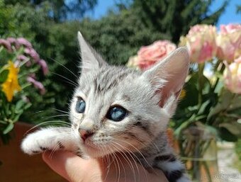 Předběžná Rezervace luxusní sněžná Bengálská koťáta s PP - 3