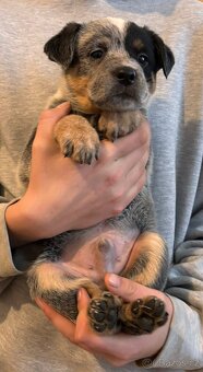 Australský honácký pes - 3