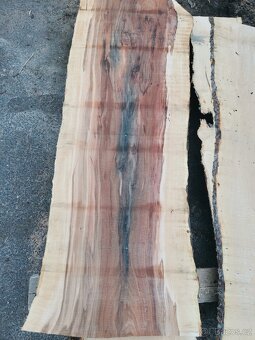 Fošny jabloň XXL - 3