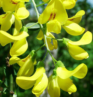 Štědřenec odvislý - Laburnum anagyroides 30 semínek - 3