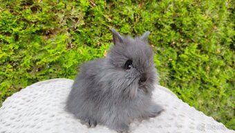 Zakrslý králík, králíček -(TEDDY)-OLAF,OLIVER,OLINA - 3