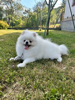 Pomeranian s PP, chovatelská stanica Nucháčik poms - 3