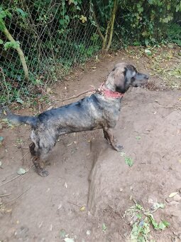 Kříženec Fenka - 3