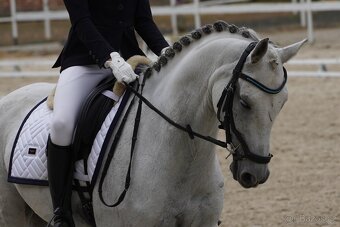 PONY valach - 3