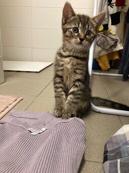 Prodám zvídavého kocourka - 3