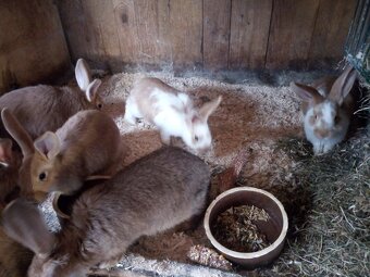 Prodám králíky - 3