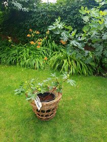 Fíkovník, Ficus Carica, Smokvoň, Brown Turkey, keře, stromky - 3