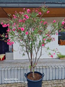 Oleandr plnokvětý - 3