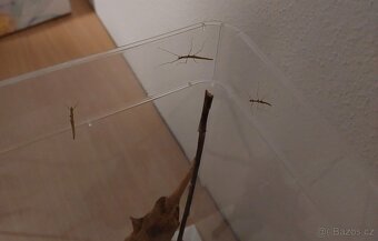 Pakobylka rohatá - 3