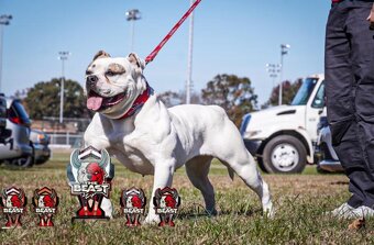 Americký buldok s pp - 3