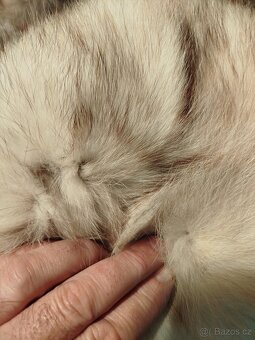 Dámský komplet kož. - 3