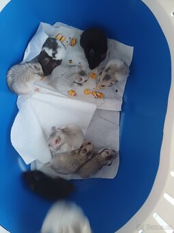 křeček syrský - 3