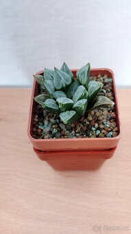 Haworthia 'Love Heart' ( sukulent ) - 3