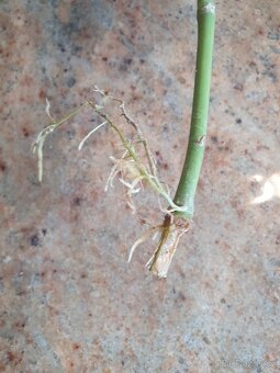 Hoya kerrii voskovka srdíčko - 3