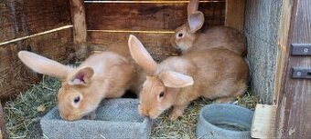 Burgundský králík - 3